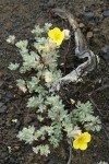 Shrubby Cinquefoil