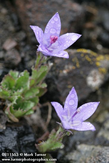Campanula piperi