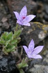 Olympic Harebells w/ raindrops