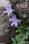 Olympic Harebells w/ raindrops