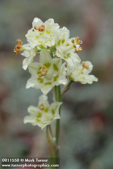 Zigadenus elegans