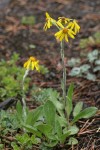 Black-tipped Grounsel