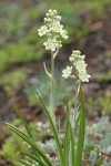 Alpine Death Camas