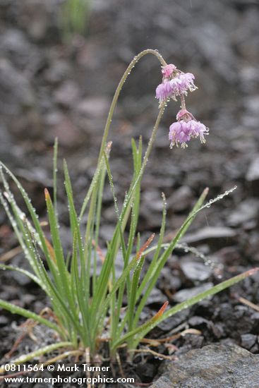 Allium cernuum