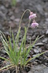 Nodding Onion w/ raindrops