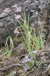 Nodding Onions w/ Piper's Harebells