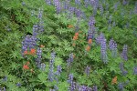 Broadleaf Lupines w/ Giant Red Paintbrush