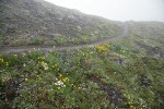 Trail through alpine meadow near Mt. Townsend summit