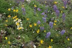 Broadleaf Lupines, Rydberg's Arnica, Olympic Mountain Fleabane, Thread-leaved Sandwort in alpine meadow