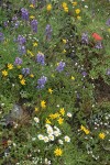 Broadleaf Lupines, Rydberg's Arnica, Olympic Mountain Fleabane, Thread-leaved Sandwort, Giant Red Paintbrush in alpine meadow
