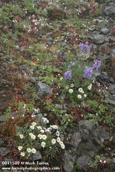 Lupinus latifolius; Erigeron flettii; Lewisia columbiana