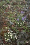 Broadleaf Lupines, Olympic Mountain Fleabane, Columbia Lewisia in rocky alpine meadow