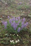 Broadleaf Lupines, Olympic Mountain Fleabane in rocky alpine meadow w/ Columbia Lewisia soft bkgnd