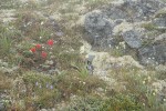 Giant Red Paintbrush, Alpine Death Camas, Scotch Bluebells, Field Locoweed among lichens in rocky alpine meadow