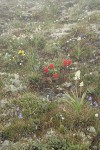 Giant Red Paintbrush, Alpine Death Camas, Scotch Bluebells, Shrubby Cinquefoil among lichens in rocky alpine meadow