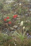 Giant Red Paintbrush, Alpine Death Camas, Scotch Bluebells, Olympic Mountain Fleabane in alpine meadow