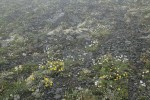 Shrubby Cinquefoil, Alpine Death Camas, Olympic Mountain Fleabane in rocky alpine meadow