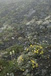 Shrubby Cinquefoil, Alpine Death Camas, Olympic Mountain Fleabane in rocky alpine meadow