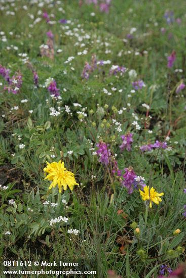 Agoseris glauca; Hedysarum occidentale; Arenaria capillaris