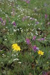 Pale Agoseris among Western Sweetvetch, Thread-leaved Sandwort