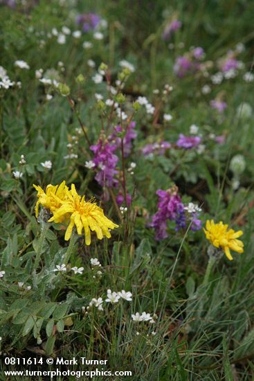 Agoseris glauca; Hedysarum occidentale; Arenaria capillaris