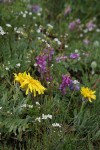 Pale Agoseris among Western Sweetvetch, Thread-leaved Sandwort