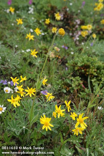 Arnica rydbergii; A. parryi