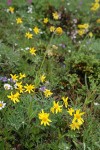 Rydberg's & Nodding (Parry's) Arnica