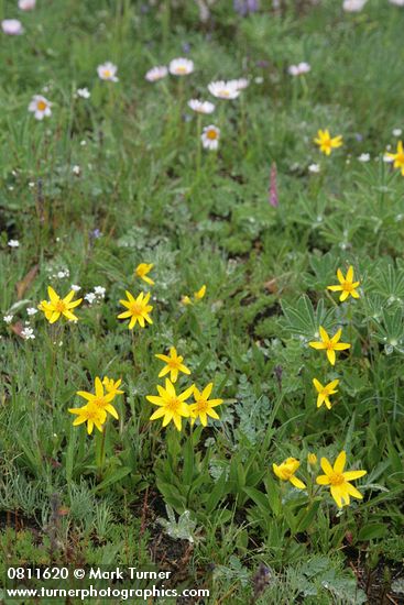 Arnica rydbergii