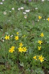 Rydberg's Arnica