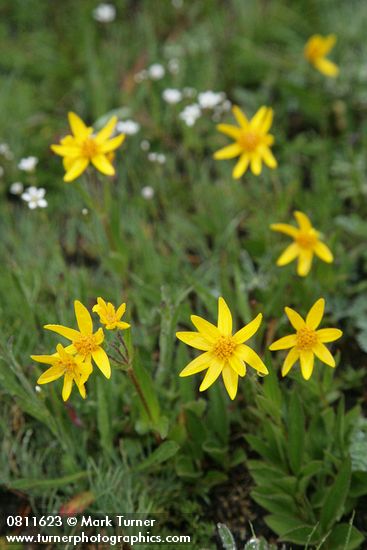 Arnica rydbergii