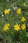 Rydberg's Arnica