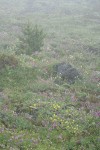 Shrubby Cinquefoil among Western Sweetvetch in foggy alpine meadow
