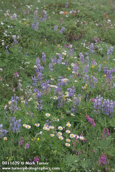 Lupinus latifolius; Erigeron peregrinus; Hedysarum occidentale