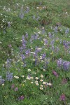 Broadleaf Lupines, Wandering Daisies, Western Sweetvetch in alpine meadow