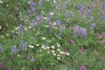 Broadleaf Lupines, Wandering Daisies, Western Sweetvetch in alpine meadow