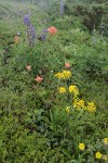 Black-tipped Grounsel w/ Giant Red Paintbrush, Broadleaf Lupines