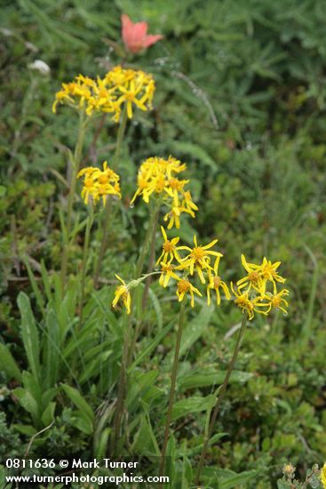 Senecio lugens