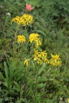 Black-tipped Grounsel