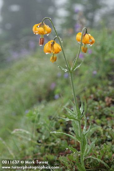 Lilium columbianum