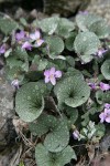 Olympic Violets w/ raindrops