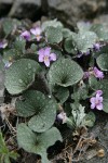 Olympic Violets w/ raindrops