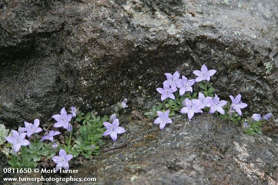 Campanula Piperi