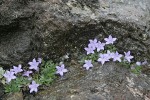 Olympic Harebells in rock crack