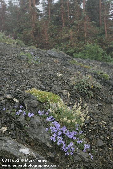 Campanula Piperi; Oxytropis campestris