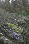 Olympic Harebells, Field Locoweed on scree w/ Whitebark Pines soft bkgnd