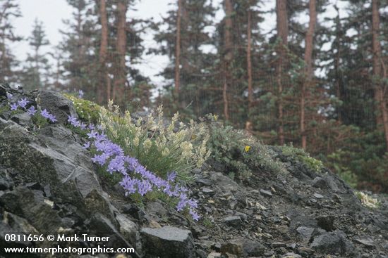 Campanula Piperi; Oxytropis campestris