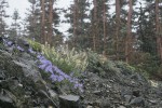 Olympic Harebells, Field Locoweed on scree w/ Whitebark Pines soft bkgnd