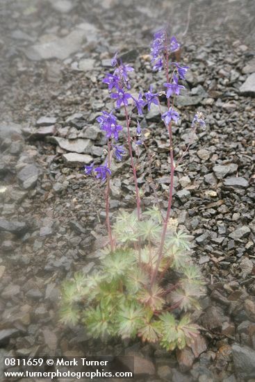 Delphinium glareosum