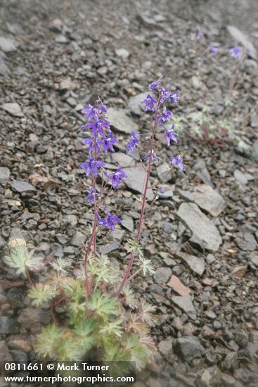 Delphinium glareosum